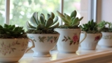 Small plants in tea cups