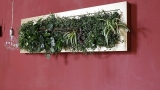 Living paintings made from plants as indoor decoration