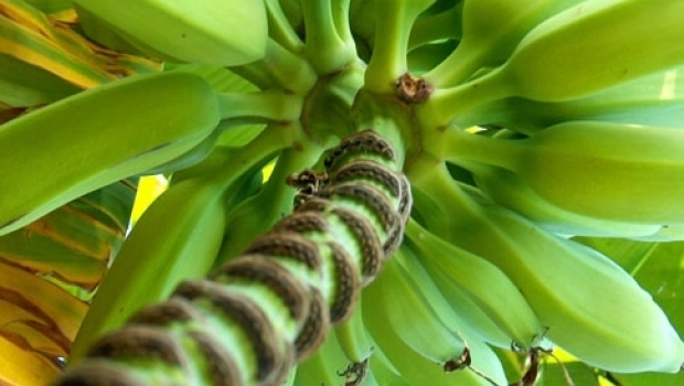 Growing bananas
