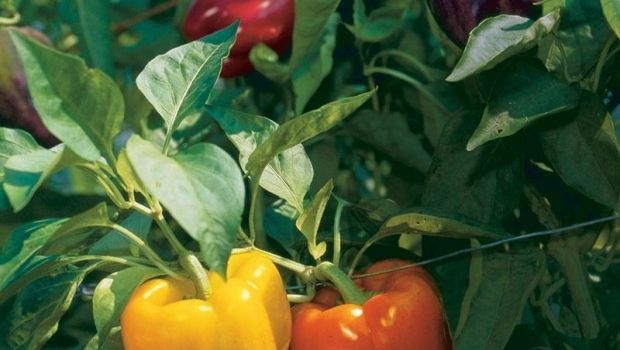 Cultivate pepper in pot