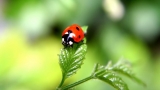 Fight pest with ladybirds
