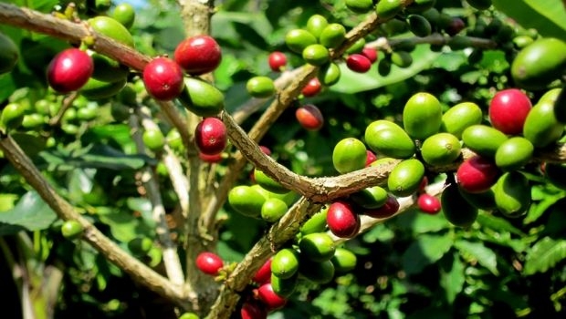 Cultivating Coffea Arabica at home